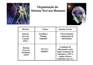 Organização do 
Sistema Nervoso Humano 
Divisão Partes Funções Gerais 
Sistema 
Nervoso 
Central 
(SNC) 
Sistema 
Nervoso 
Periférico 
(SNP) 
Encéfalo e 
Medula 
Espinhal 
Nervos e 
gânglios 
Processamento 
e Integração de 
informações 
Condução de 
informações entre 
órgão receptores de 
estímulos, o SNC e 
órgãos efetores 
(músculos, por ex.) 
 