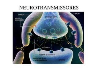 NEUROTRANSMISSORES 
 