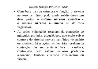 Sistema Nervoso Periférico - SNP 
• Com base na sua estrutura e função, o sistema 
nervoso periférico pode ainda subdividir-se em 
duas partes: o sistema nervoso somático e 
o sistema nervoso autônomo ou de vida 
vegetativa. 
• As ações voluntárias resultam da contração de 
músculos estriados esqueléticos, que estão sob o 
controle do sistema nervoso periférico voluntário 
ou somático. Já as ações involuntárias resultam da 
contração das musculaturas lisa e cardíaca, 
controladas pelo sistema nervoso periférico 
autônomo, também chamado involuntário ou 
visceral. 
 