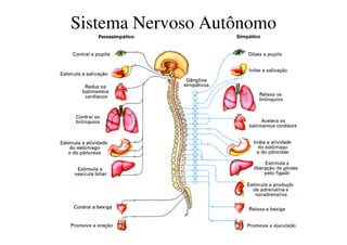 Sistema Nervoso Autônomo 
 