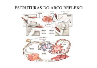 ESTRUTURAS DO ARCO REFLEXO 
 