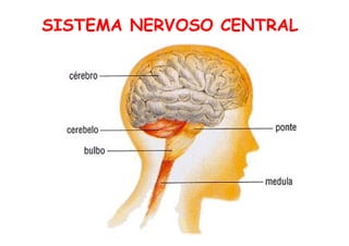 SISTEMA NERVOSO CENTRAL 
 