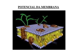 POTENCIAL DA MEMBRANA 
 