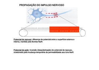 PROPAGAÇÃO PPPRRROOOPPPAAAGGGAAAÇÇÇÃÃÃOOO DDDDOOOO IIIIMMMMPPPPUUUULLLLSSSSOOOO NNNNEEEERRRRVVVVOOOOSSSSOOOO 
- - - - - - - 
+ + + + + 
- - - - - - - 
+ + + + + 
- - - - - - - 
+ + + + + 
+ + + + + + + + + + + + + + + + + + + + + + + + + + + + + ++ + + + + + + + + + + + + + + 
_ _ _ _ _ _ _ _ _ _ _ _ _ _ _ _ _ _ _ _ _ _ _ _ _ _ _ _ _ _ _ _ _ _ _ _ _ _ _ 
PPPPooootttteeeennnncccciiiiaaaallll ddddeeee rrrreeeeppppoooouuuussssoooo:::: ddddiiiiffffeeeerrrreeeennnnççççaaaa ddddeeee ppppooootttteeeennnncccciiiiaaaallll eeeennnnttttrrrreeee aaaa ssssuuuuppppeeeerrrrffffíííícccciiiieeee eeeexxxxtttteeeerrrrnnnnaaaa eeee 
iiiinnnntttteeeerrrrnnnnaaaa,,,, mmmmaaaannnnttttiiiiddddaaaa ppppeeeellllaaaa BBBBoooommmmbbbbaaaa NNNNaaaa////KKKK 
PPPPooootttteeeennnncccciiiiaaaallll ddddeeee aaaaççççããããoooo:::: iiiinnnnvvvveeeerrrrssssããããoooo ((((ddddeeeessssppppoooollllaaaarrrriiiizzzzaaaaççççããããoooo)))) ddddoooo ppppooootttteeeennnncccciiiiaaaallll ddddeeee rrrreeeeppppoooouuuussssoooo,,,, 
ooooccccaaaassssiiiioooonnnnaaaaddddoooo ppppeeeellllaaaa mmmmuuuuddddaaaannnnççççaaaa tttteeeemmmmppppoooorrrráááárrrriiiiaaaa ddddeeee ppppeeeerrrrmmmmeeeeaaaabbbbiiiilllliiiiddddaaaaddddeeee aaaaoooossss ííííoooonnnnssss NNNNaaaa////KKKK 
 
