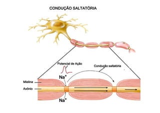 CCCCOOOONNNNDDDDUUUUÇÇÇÇÃÃÃÃOOOO SSSSAAAALLLLTTTTAAAATTTTÓÓÓÓRRRRIIIIAAAA 
PPPPooootttteeeennnncccciiiiaaaallll ddddeeee AAAAççççããããoooo CCCCoooonnnndddduuuuççççããããoooo ssssaaaallllttttaaaattttóóóórrrriiiiaaaa 
MMMMiiiieeeelllliiiinnnnaaaa 
AAAAxxxxôôôônnnniiiioooo 
 