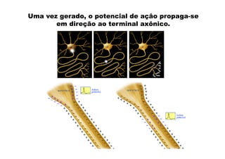 Uma vez gerado, o potencial de açâo propaga-se 
em direção ao terminal axônico. 
 
