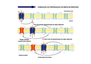 CONDUÇAO OU PROPAGAÇAO DO IMPULSO NERVOSO 
 