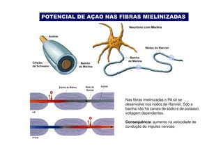 POTENCIAL DE AÇAO NAS FIBRAS MIELINIZADAS 
Nas fibras mielinizadas o PA só se 
desenvolve nos nodos de Ranvier. Sob a 
bainha não há canais de sódio e de potássio 
voltagem dependentes. 
Consequência: aumento na velocidade de 
condução do impulso nervoso 
 