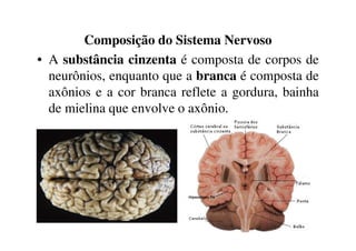 Composição do Sistema Nervoso 
• A substância cinzenta é composta de corpos de 
neurônios, enquanto que a branca é composta de 
axônios e a cor branca reflete a gordura, bainha 
de mielina que envolve o axônio. 
 