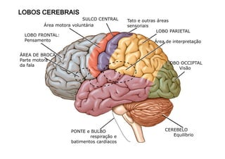 LLLLOOOOBBBBOOOOSSSS CCCCEEEERRRREEEEBBBBRRRRAAAAIIIISSSS 
Área motora voluntária 
LOBO FRONTAL: 
Pensamento 
ÁREA DE BROCA 
Parte motora 
da fala 
SULCO CENTRAL Tato e outras áreas 
sensoriais 
LOBO PARIETAL 
Área de interpretação 
LOBO OCCIPTAL 
Visão 
CEREBELO 
Equilíbrio 
PONTE e BULBO 
respiração e 
batimentos cardíacos 
 