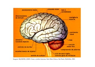 Imagem: McCRONE, JOHN. Como o cérebro funciona. Série Mais Ciência. São Paulo, Publifolha, 2002. 
 