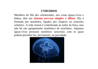 CNIDÁRIOS 
Membros do filo dos celenterados, tais como águas-vivas e 
hidras, têm um sistema nervoso simples e difuso. Ela é 
formada por neurônios, ligados por sinapses ou conexões 
celulares. A rede neural é centralizada ao redor da boca, mas 
não há um agrupamento anatômico de neurônios. Algumas 
águas-vivas possuem neurônios sensoriais com os quais 
podem perceber luz, movimento, ou gravidade. 
 