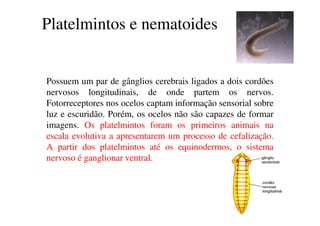 Platelmintos e nematoides 
Possuem um par de gânglios cerebrais ligados a dois cordões 
nervosos longitudinais, de onde partem os nervos. 
Fotorreceptores nos ocelos captam informação sensorial sobre 
luz e escuridão. Porém, os ocelos não são capazes de formar 
imagens. Os platelmintos foram os primeiros animais na 
escala evolutiva a apresentarem um processo de cefalização. 
A partir dos platelmintos até os equinodermos, o sistema 
nervoso é ganglionar ventral. 
 