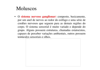 Moluscos 
• O sistema nervoso ganglionar: composto, basicamente, 
por um anel de nervos ao redor do esôfago e uma série de 
cordões nervosos que seguem para as demais regiões do 
corpo. O sistema sensorial é muito variado e depende do 
grupo. Alguns possuem estruturas, chamadas estatocistos, 
capazes de perceber variações ambientais, outros possuem 
tentáculos sensoriais e olhos. 
Não é possível exibir esta imagem no momento. 
 