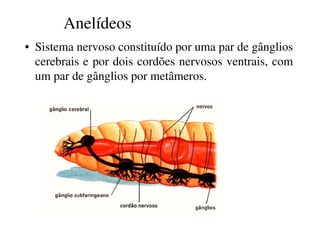 Anelídeos 
• Sistema nervoso constituído por uma par de gânglios 
cerebrais e por dois cordões nervosos ventrais, com 
um par de gânglios por metâmeros. 
 