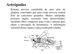 Artrópodes 
Sistema nervoso constituído de uma série de 
gânglios conectados por uma corda nervosa ventral 
feita de conectores paralelos. Muitos artrópodes 
possuem órgãos sensoriais bem desenvolvidos, 
incluindo olhos compostos para visão e antenas para 
olfato e percepção de feromônios. A informação 
sensorial destes órgãos é processada pelo cérebro 
 