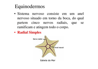 Equinodermos 
• Sistema nervoso consiste em um anel 
nervoso situado em torno da boca, do qual 
partem cinco nervos radiais, que se 
ramificam e atingem todo o corpo. 
• Radial Simples 
