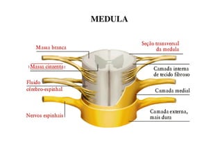 MEDULA 
 