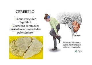 CEREBELO 
-Tônus muscular 
- Equilíbrio 
- Coordena contrações 
musculares comandadas 
pelo cérebro 
 