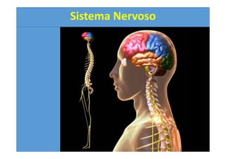 Sistema Nervoso
 