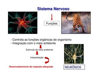Sistema Nervoso
Sistema Nervoso
Funções
Estímulo do meio ambiente
- Controla as funções orgânicas do organismo
- Integração com o meio ambiente
Desencadeamento de resposta adequada
Interpretação
NEURÔNIOS
 