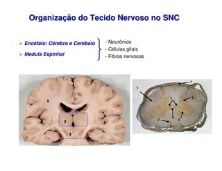 Organiza
Organizaç
ção do Tecido Nervoso no SNC
ão do Tecido Nervoso no SNC
 Encéfalo: Cérebro e Cerebelo
 Medula Espinhal...