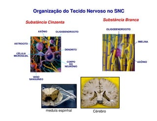 Organiza
Organizaç
ção do Tecido Nervoso no SNC
ão do Tecido Nervoso no SNC
medula espinhal Cérebro
Substância Cinzenta
Su...