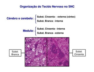 Organiza
Organizaç
ção do Tecido Nervoso no SNC
ão do Tecido Nervoso no SNC
Medula:
Medula:
Subst. Cinzenta - interna
Subs...