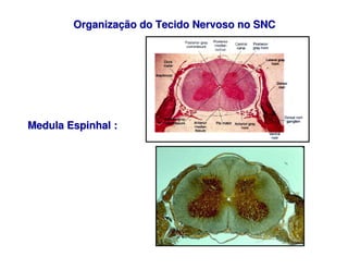 Organiza
Organizaç
ção do Tecido Nervoso no SNC
ão do Tecido Nervoso no SNC
Medula Espinhal :
Medula Espinhal :
 