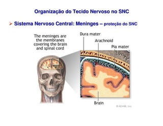 Organiza
Organizaç
ção do Tecido Nervoso no SNC
ão do Tecido Nervoso no SNC

 Sistema Nervoso Central: Meninges
Sistema Ne...