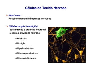 Neurônios:
Recebe e transmite impulsos nervosos
C
Cé
élulas do Tecido Nervoso
lulas do Tecido Nervoso
 Células da glia (ne...