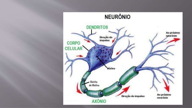 Aula 7 Sistema Nervoso Anatomia Animal Ii