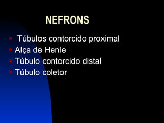NEFRONS   T úbulos contorcido proximal Alça de Henle Túbulo contorcido distal Túbulo coletor   