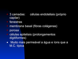 3 camadas: células endoteliais (próprio capilar) fenestras membrana basal (fibras colágenas) porosa células epiteliais (prolongamentos digitiformes)      Muito mais permeável a água e íons   que a M.C. típica 
