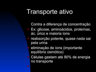 Transporte ativo Contra a diferença de concentração Ex: glicose, aminoácidos, proteínas, ác. úrico e maioria íons reabsorção potente, quase nada sai pela urina eliminação de íons (importante equilíbrio osmótico) Células gastam até 90% de energia no transporte   