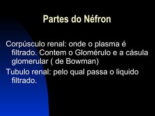 Partes do Néfron Corpúsculo renal: onde o plasma é filtrado. Contem o Glomérulo e a cásula glomerular ( de Bowman) Tubulo renal: pelo qual passa o liquido filtrado. 