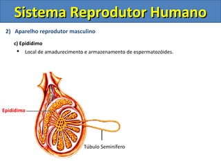 Sistema Reprodutor Humano
 2) Aparelho reprodutor masculino
    c) Epidídimo
      Local de amadurecimento e armazenamento de espermatozóides.




Epidídimo




                               Túbulo Seminífero
 