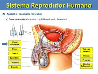 Sistema Reprodutor Humano
2) Aparelho reprodutor masculino
  d) Canal deferente: Comunica o epidídimo à vesícula seminal
 