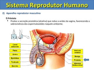 Sistema Reprodutor Humano
2) Aparelho reprodutor masculino
  f) Próstata
     Produz a secreção prostática (alcalina) que reduz a acidez da vagina, favorecendo a
       sobrevivência dos espermatozóides naquele ambiente.
 