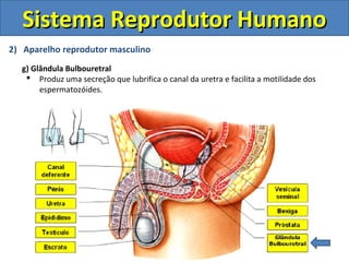 Sistema Reprodutor Humano
2) Aparelho reprodutor masculino
  g) Glândula Bulbouretral
    Produz uma secreção que lubrifica o canal da uretra e facilita a motilidade dos
       espermatozóides.
 