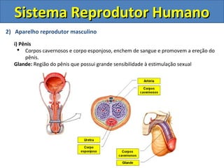 Sistema Reprodutor Humano
2) Aparelho reprodutor masculino
  i) Pênis
     Corpos cavernosos e corpo esponjoso, enchem de sangue e promovem a ereção do
       pênis.
  Glande: Região do pênis que possui grande sensibilidade à estimulação sexual
 