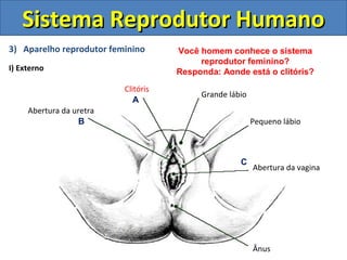 Sistema Reprodutor Humano
3) Aparelho reprodutor feminino      Você homem conhece o sistema
                                          reprodutor feminino?
I) Externo                           Responda: Aonde está o clitóris?
                          Clitóris
                                          Grande lábio
                             A
     Abertura da uretra
                   B                                     Pequeno lábio



                                                    C
                                                         Abertura da vagina




                                                         Ânus
 