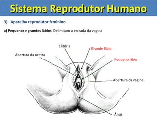 Sistema Reprodutor Humano
3) Aparelho reprodutor feminino
a) Pequenos e grandes lábios: Delimitam a entrada da vagina


                                Clitóris
                                                    Grande lábio
      Abertura da uretra
                                                                   Pequeno lábio




                                                                   Abertura da vagina




                                                                   Ânus
 