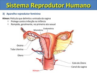 Sistema Reprodutor Humano
3) Aparelho reprodutor feminino
Hímen: Película que delimita a entrada da vagina
    o Protege contra infecção na infância
    o Rompido, geralmente, no primeiro ato sexual
                                        Endométrio
                            Miométrio




             Ovário
       Tuba Uterina

             Útero


                                                     Colo do Útero
                                                     Canal da vagina
                           Hímen
 