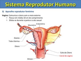 Sistema Reprodutor Humano
3) Aparelho reprodutor feminino
Vagina: Comunica o útero com o meio externo
    o Possui em média 10 cm de comprimento
    o Dilata-se durante o parto e o ato sexual
                                         Endométrio
                             Miométrio




             Ovário
       Tuba Uterina

              Útero


                                                      Colo do Útero
                                                      Canal da vagina
                            Hímen
 