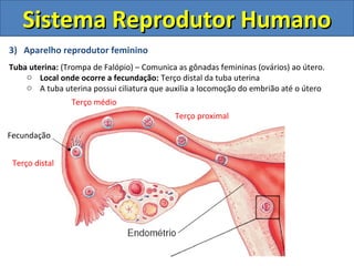Sistema Reprodutor Humano
3) Aparelho reprodutor feminino
Tuba uterina: (Trompa de Falópio) – Comunica as gônadas femininas (ovários) ao útero.
    o Local onde ocorre a fecundação: Terço distal da tuba uterina
    o A tuba uterina possui ciliatura que auxilia a locomoção do embrião até o útero
                Terço médio
                                            Terço proximal

Fecundação


 Terço distal
 