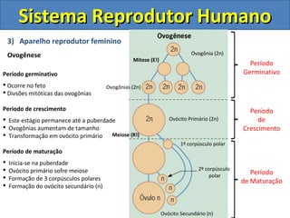 Sistema Reprodutor Humano
    3) Aparelho reprodutor feminino
    Ovogênese                                                                Ovogônia (2n)
                                                   Mitose (E!)
                                                                                                  Período
Período germinativo                                                                             Germinativo
 Ocorre no feto                         Ovogônias (2n)
 Divsões mitóticas das ovogônias

Período de crescimento                                                                            Período
 Este estágio permanece até a puberdade                            Ovócito Primário (2n)            de
 Ovogônias aumentam de tamanho                                                                 Crescimento
 Transformação em ovócito primário    Meiose (R!)
                                                                         1º corpúsculo polar
Período de maturação
   Inicia-se na puberdade
   Ovócito primário sofre meiose                                               2º corpúsculo
                                                                                     polar
                                                                                                   Período
   Formação de 3 corpúsculos polares                                                           de Maturação
   Formação do ovócito secundário (n)



                                                                 Ovócito Secundário (n)
 