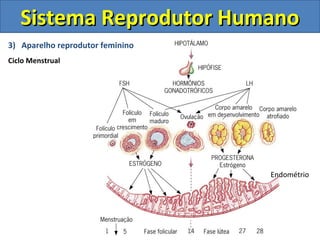Sistema Reprodutor Humano
3) Aparelho reprodutor feminino
Ciclo Menstrual




                                  Endométrio
 