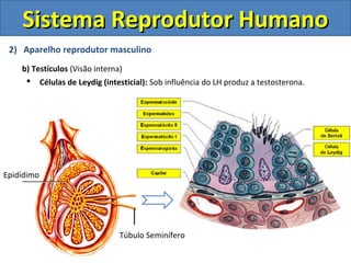 2) Aparelho reprodutor masculino
b) Testículos (Visão interna)
 Células de Leydig (intesticial): Sob influência do LH produz a testosterona.
Sistema Reprodutor HumanoSistema Reprodutor Humano
Epidídimo
Túbulo Seminífero
 