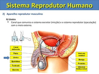 2) Aparelho reprodutor masculino
h) Uretra
 Canal que comunica o sistema excretor (micção) e o sistema reprodutor (ejaculação)
com o meio externo.
Sistema Reprodutor HumanoSistema Reprodutor Humano
 